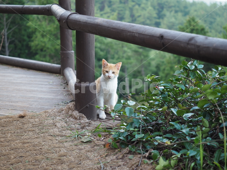 고양이,야생,초록,아웃포커싱,집중,선명함,나무,숲,초목,자연,동물,animal,포유류,mammal,고양이,cat,kitten,kitty
