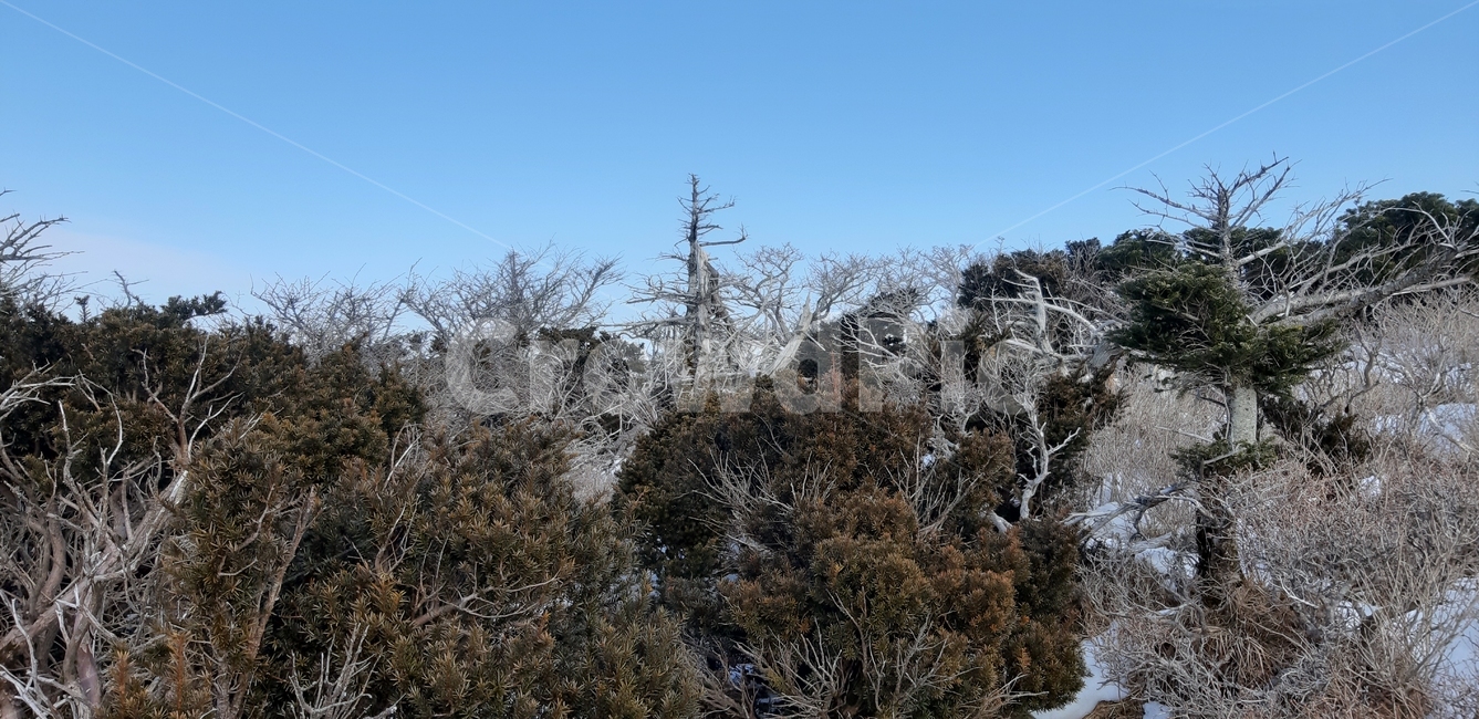 제주,한라산,영실코스,구상나무,고사목,겨울,자연,풍경,nature,landscape,tree,나무,plant,식물,fir,전나무