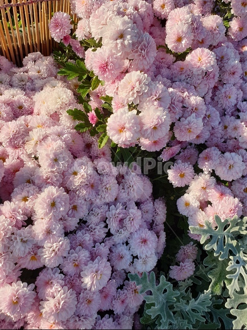 식물,flower,blossom,꽃,plant,하양색,하얀색,꽃밭,식물,자연,plants,nature,꽃,flower