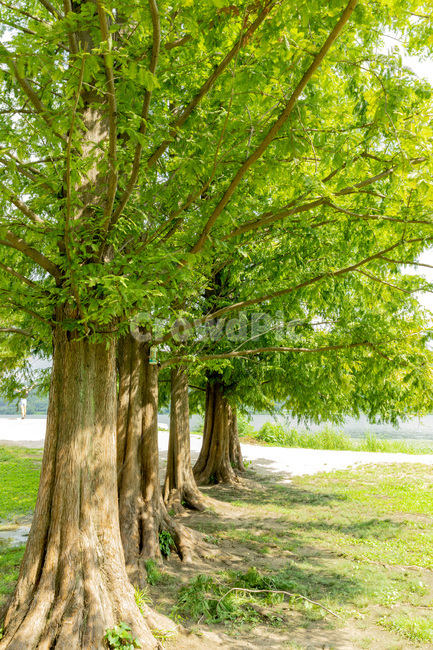 tree,나무,plant,식물,treetrunk,나무줄기,자연,풍경,nature,landscape,식물,plants,나무,trees,wood,tree trunk,나무 줄기
