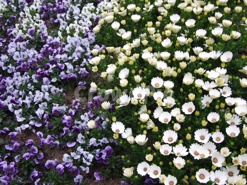 꽃,식물,예쁜꽃,꽃송이,수수한꽃,식물,자연,plants,nature,꽃,flower