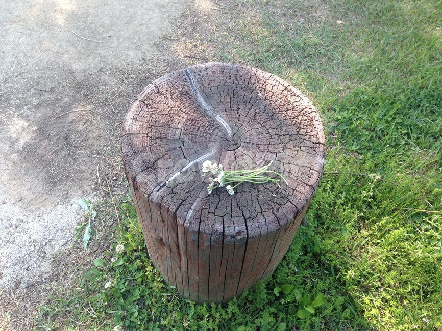 treestump,그루터기,나무,휴식,쉼,자유,free,rest,breaktime,relaxation