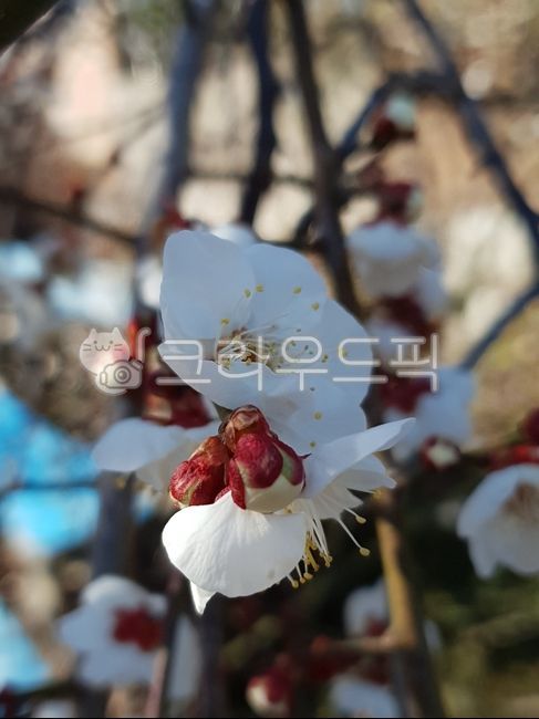petal,plum blossom,flower