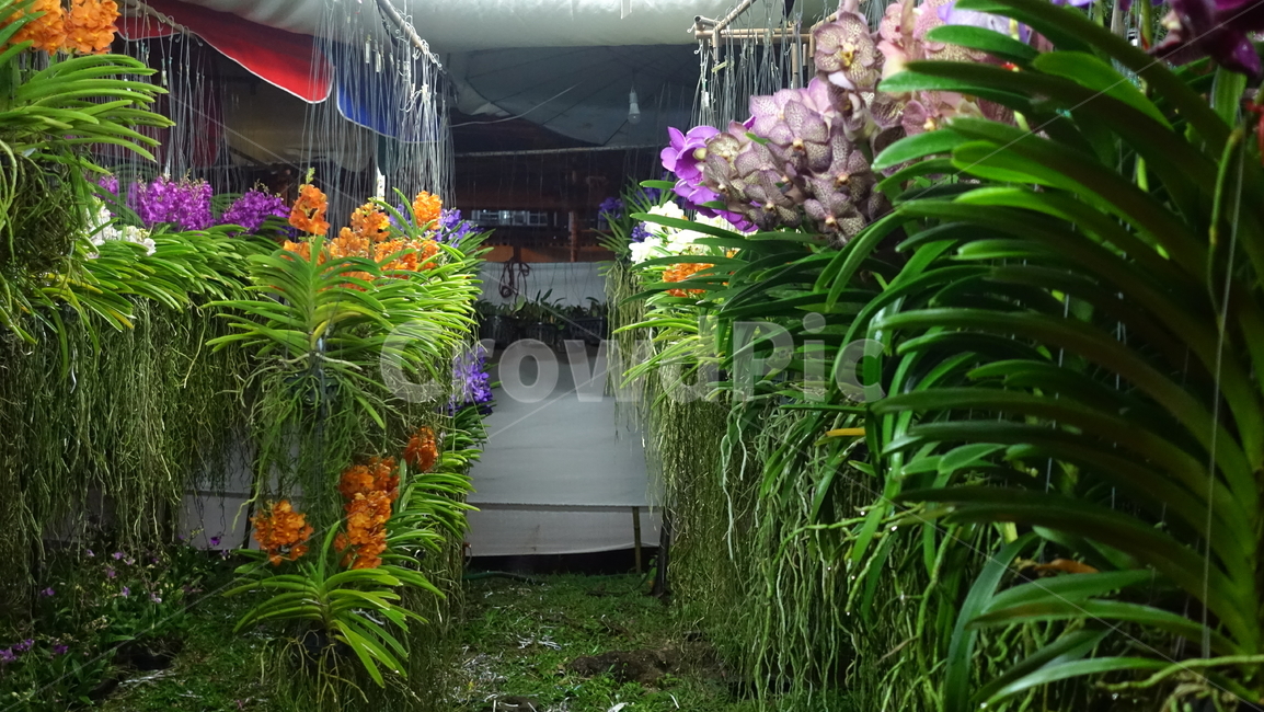 꽃,난초,orchid,plant,식물,flower