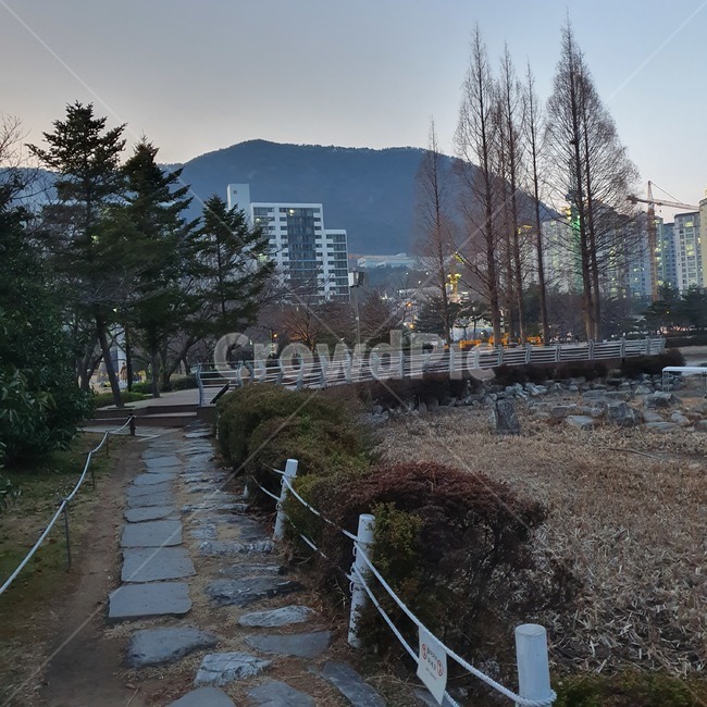 tree,나무,plant,식물,fir,전나무,풍경