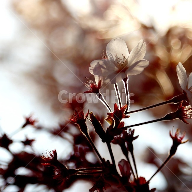 꽃잎,벚꽃,꽃,식물,petal