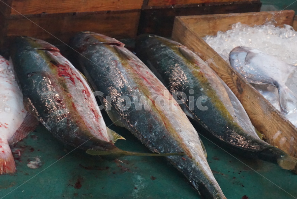 seafood,fish,dockside,episode,fresh,fish market