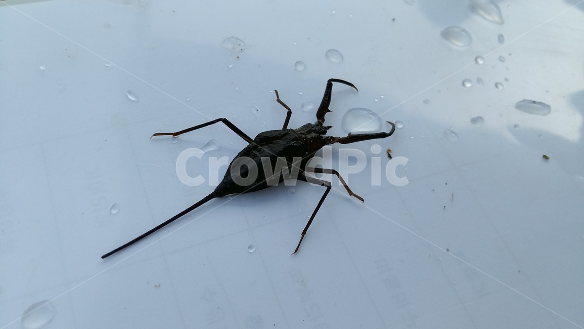 장구애비,수서곤충,곤충,논생물,논생태,동물,animal,곤충,벌레,insect,bug