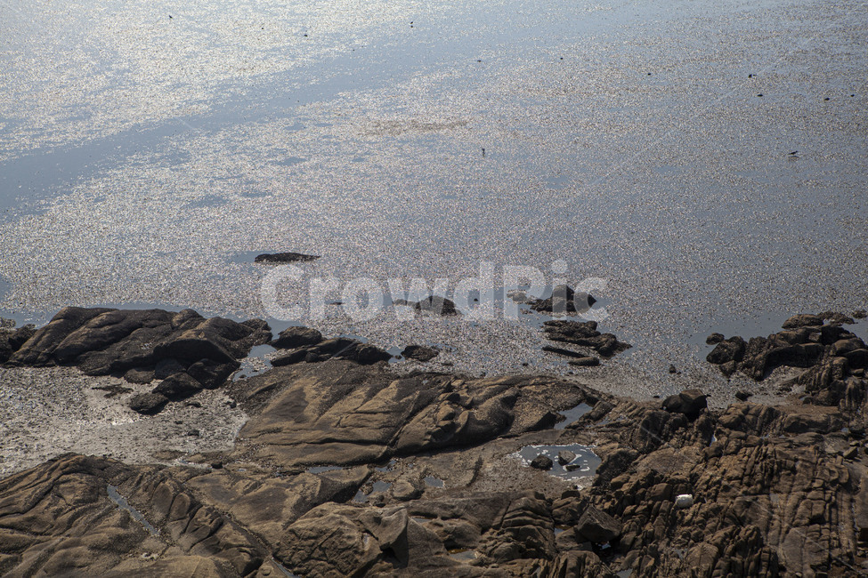 갯벌,바다,간척지,오이도,환경,모래,갈매기,풍경,nature,landscape