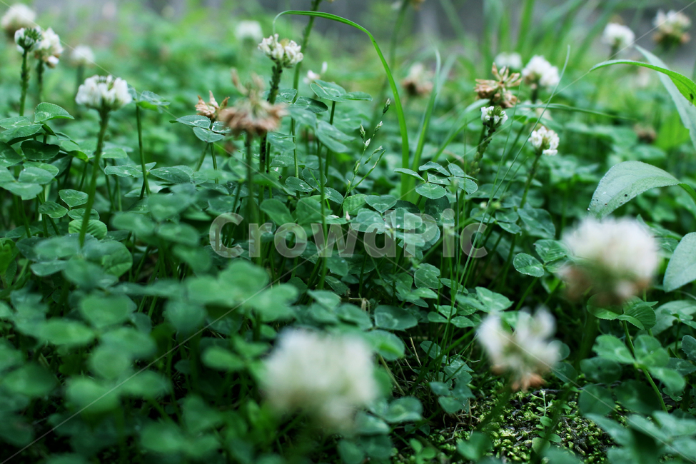 수풀,풀,클로버,토끼풀,clover