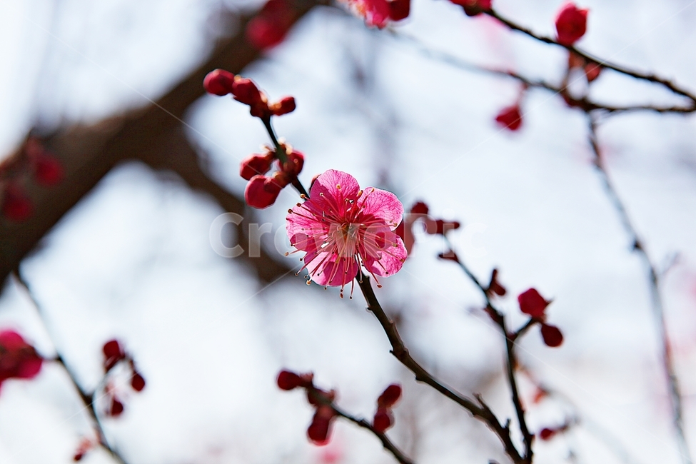 홍매화,매화,꽃,봄꽃,붉은꽃,식물,자연,봄,봄,계절,spring,season