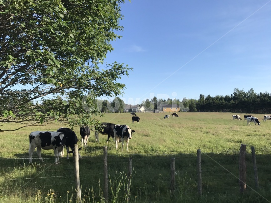 소,들판,초원,하늘,자연,마당,cow,cows,grassland,field,sky,nature,tree,trees,동물,animal,포유류,mammal,산업,industry,industrial,목축업,목장,livestock farming,ranching,pasture