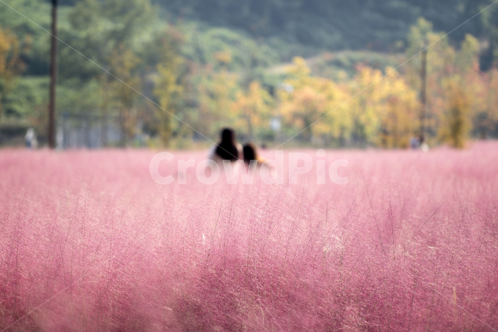 핑크뮬리,뮬리,식물,억새,자연,갈대,소풍,나들이,가을,계절,fall,autumn,season,사람,인물,인간,human,person,bush,부시,vegetation,초목,plant
