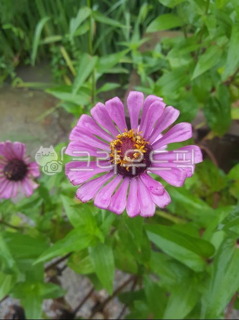 식물,백일홍,핑크백일홍,꽃,자연,plant