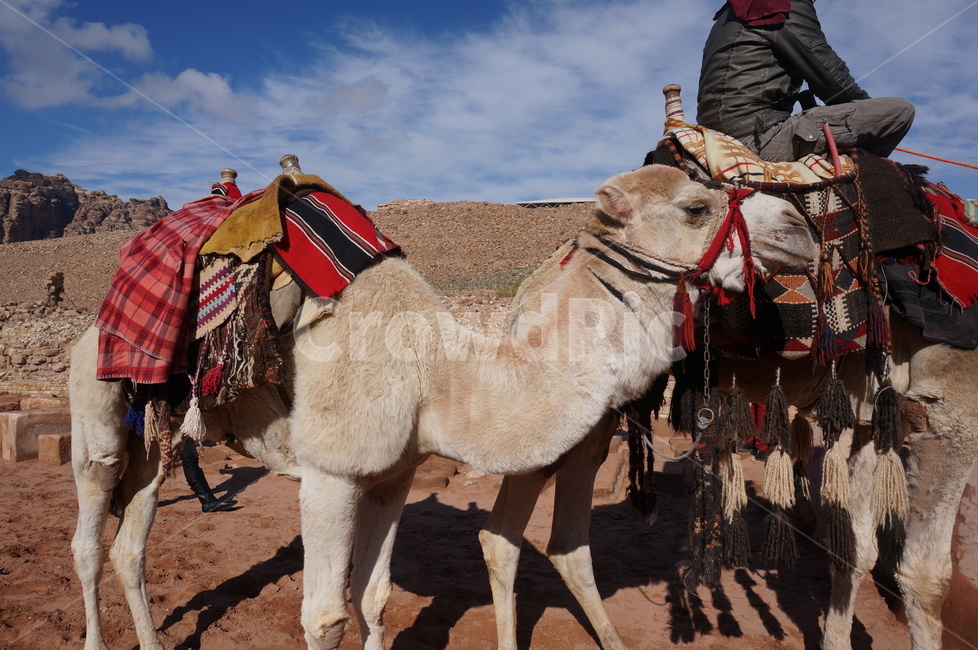 사막,낙타,요르단,페트라,petra,jordan,동물,animal,포유류,mammal