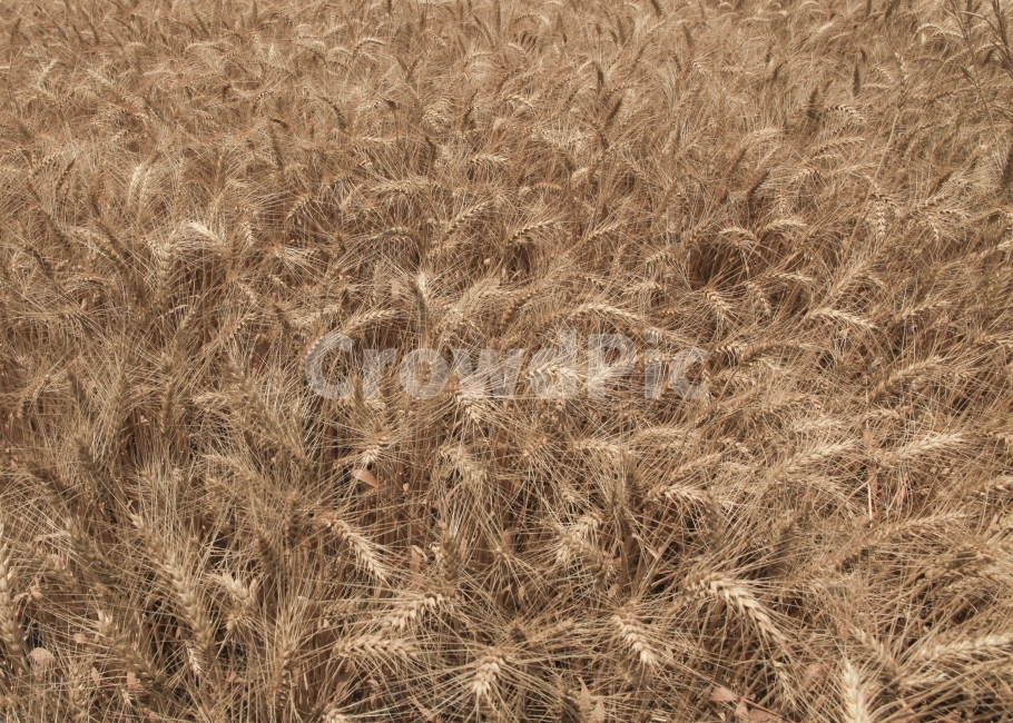 밀,밀밭,황금들판,주식,빵,식물,자연,plants,nature
