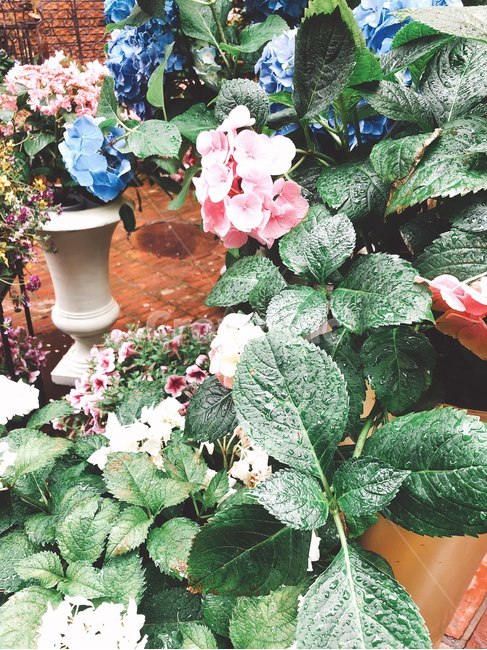 blossom,제라늄,flower,꽃,plant,식물,geranium,잎,분홍,파랑