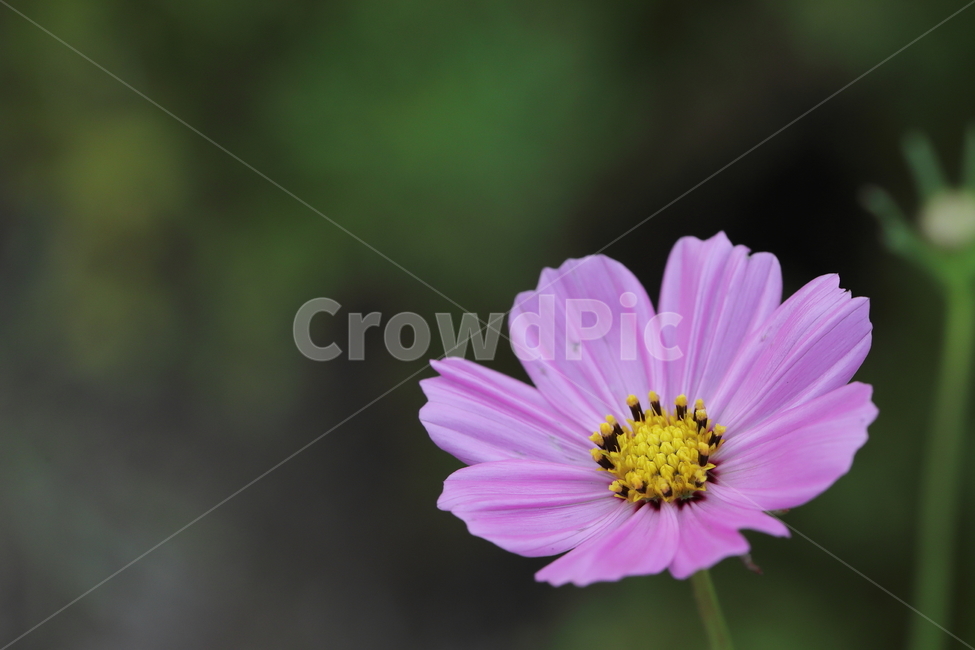 꽃,코스모스,cosmos,pollen,plant,식물,식물,자연,plants,nature,꽃,flower