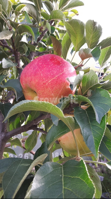 능금,빨간사과,사과,사과나무,가을나무,과실수,식물,자연,plants,nature,과일,열매,fruit