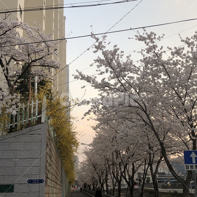 봄,벚꽃,계절,배경사진,산책로,일방통행,분홍색,노란색
