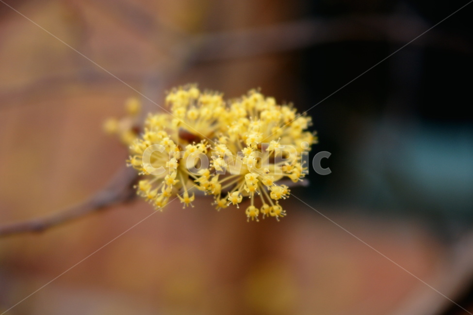 산수유,꽃,봄,노란꽃,노랑색꽃,노란색꽃,노랑,노랑색,yellow,봄꽃,자연,나무,산수유나무,봄풍경,봄사진,plants,flower,spring,springflower,꽃사진,산수유꽃,봄,계절,spring,season,식물,자연,plants,nature,꽃,flower,plant