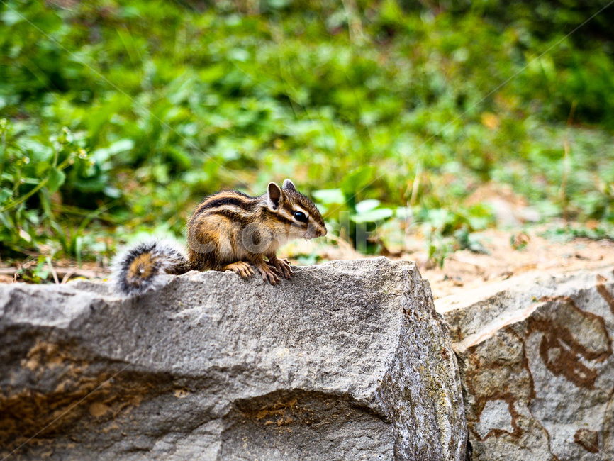 다람쥐,동물,animal,squirrel,chipmunk,야생동물,동물,animal,포유류,mammal
