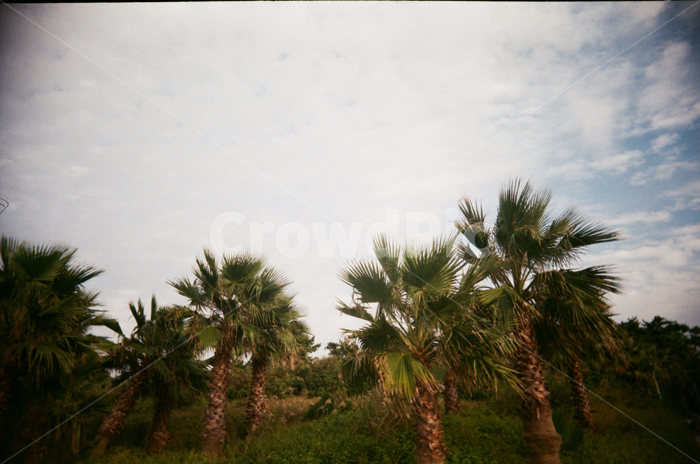 summer,outdoors,여름,제주도,야자수,바람,필름사진,자연,풍경,nature,landscape,옥외