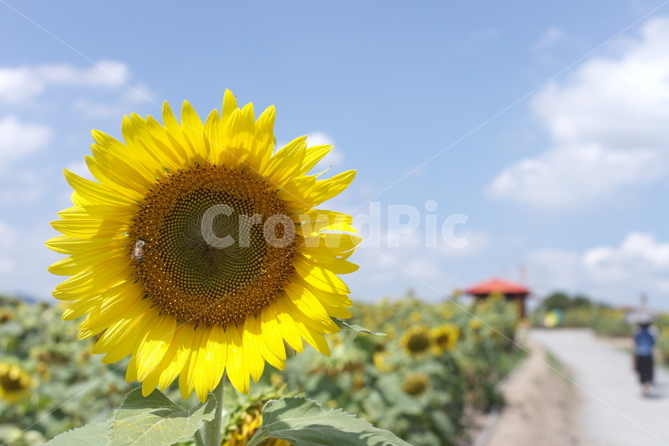 해바라기,해바라기축제,sunflower,flowerfestival,여름꽃