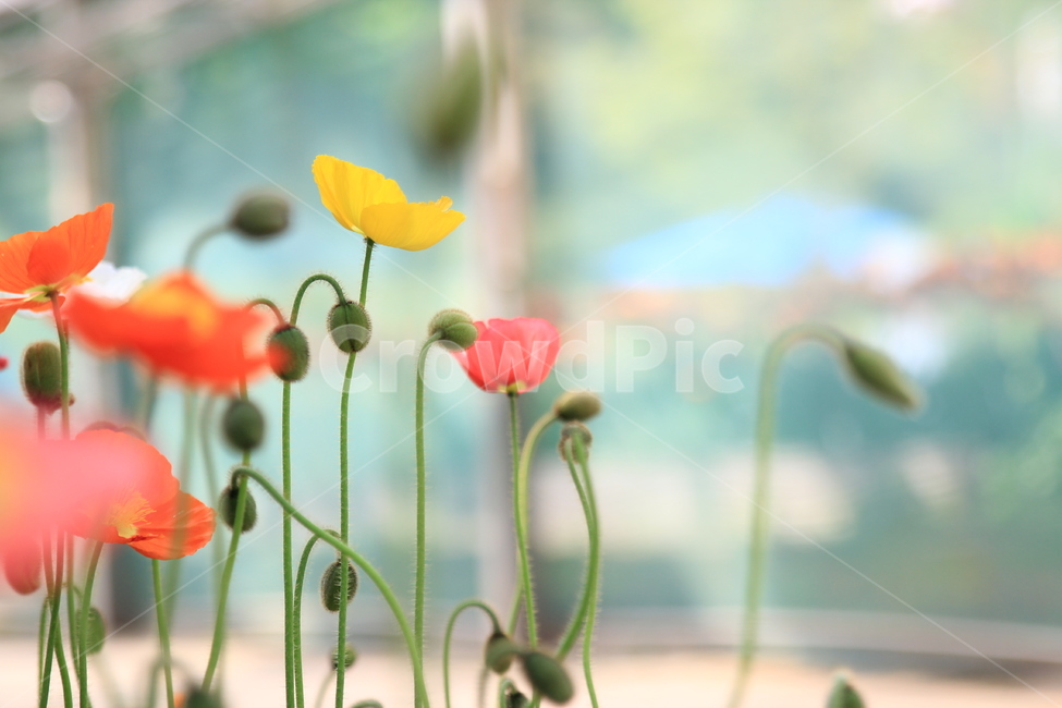 꽃,양귀비,양귀비꽃,노랑,주황,알록달록,예쁜꽃,식물,자연,flowers,colorfull,yellow,orange,plant,nature,식물,자연,plants,nature,꽃,flower,감성,sensible,feeling,색깔,색상,색채,색감,color sense,color sensitivity,feeling of color