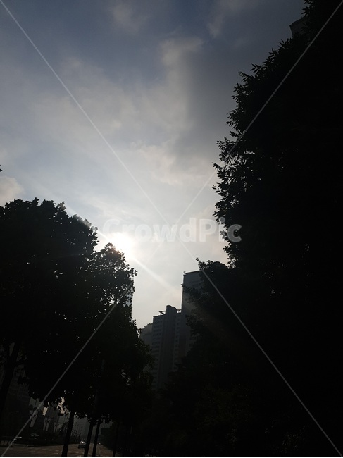 하늘,대비,나무,풍경,햇빛,구름,빛,날씨