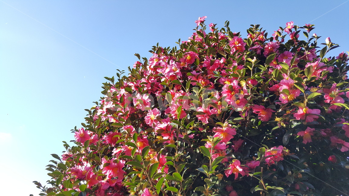 동백,겨울꽃,동백나무,꽃,동백꽃,식물,자연,plants,nature,꽃,flower