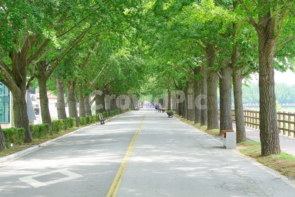 여름,초록,길,풍경,곡교천,자연,풍경,nature,landscape,휴식,힐링,rest,relaxation,healing,garden,정원,outdoors,옥외,arbour,정자