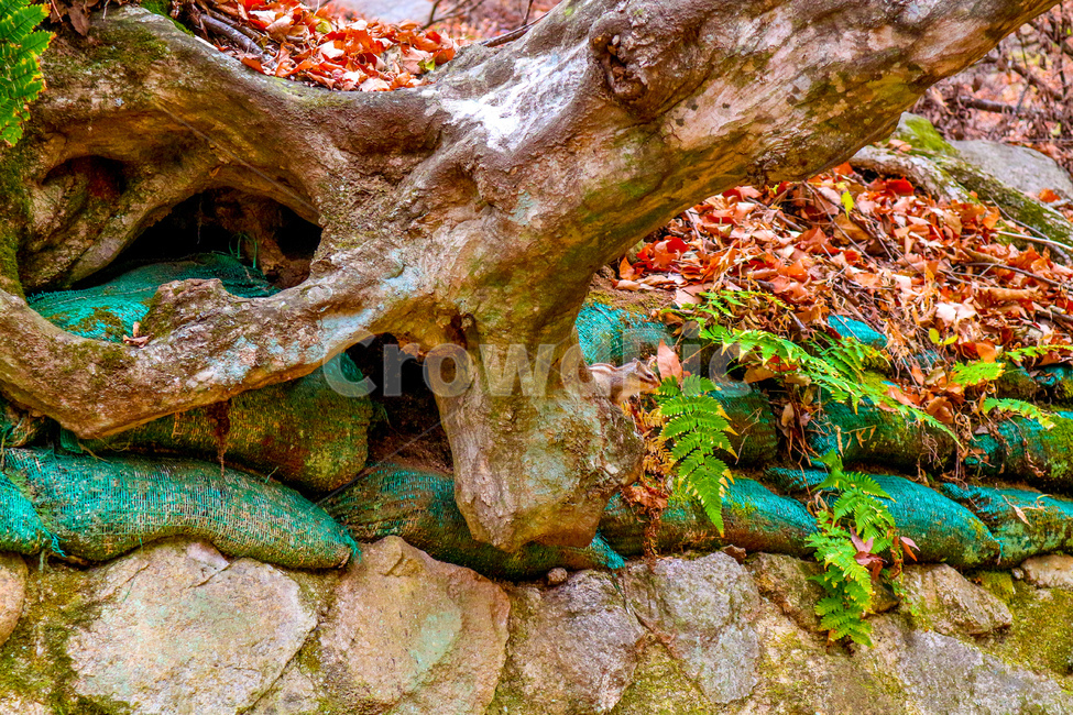 경주,토함산,다람쥐,가을,동물,gyeongju,tohamsan,mountain,squirrel,autumn,animal,가을,계절,fall,autumn,season,나무,trees,wood,plant,식물