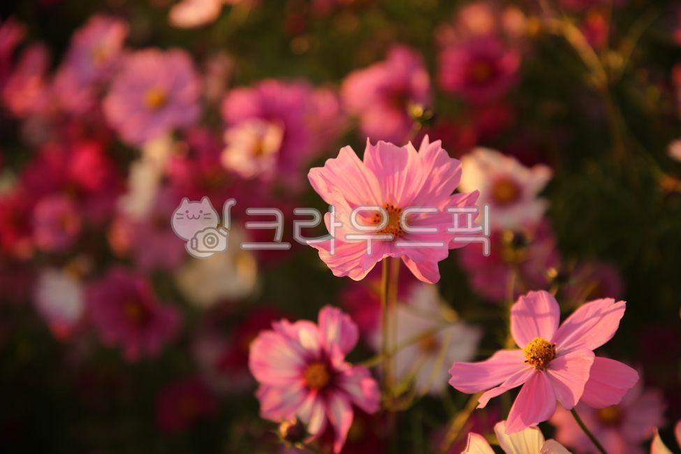 가을날,코스모스,해질녘,하늘공원,들판,꽃