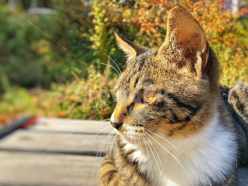 고양이,동물,길고양이,낙옆,눈동자,동물,animal,포유류,mammal,고양이,cat,kitten,kitty