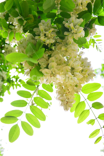 아카시아,꿀,향기,시즌,풍경,흰색,자연,식물,season,계절,5월,아름다운,flowers,귀화식물,콩과,나무꽃,향긋한,효소,식용,밀원식물,plant,fragrant,scent,aroma,식물,자연,plants,nature,꽃,flower