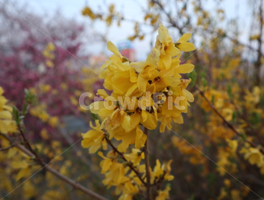 개나리,봄꽃,봄,꽃,꽃놀이,꽃근접샷,근접샷,노랑,3월,식물,자연,plants,nature,꽃,flower