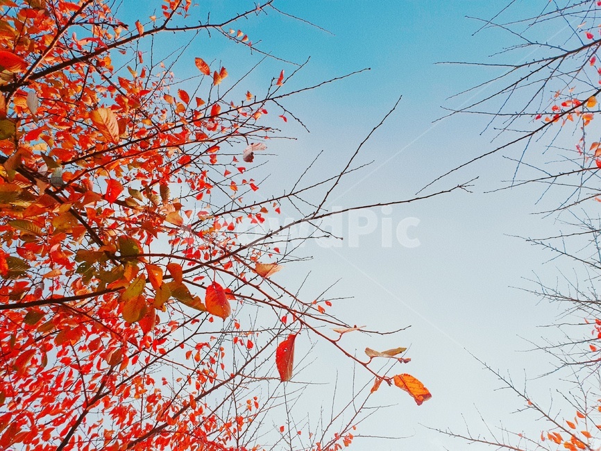 단풍,햇살,가을,autumn,fall,sunshine,하늘,sky,가을,계절,fall,autumn,season,식물,자연,plants,nature,plant,leaf,잎,tree,나무