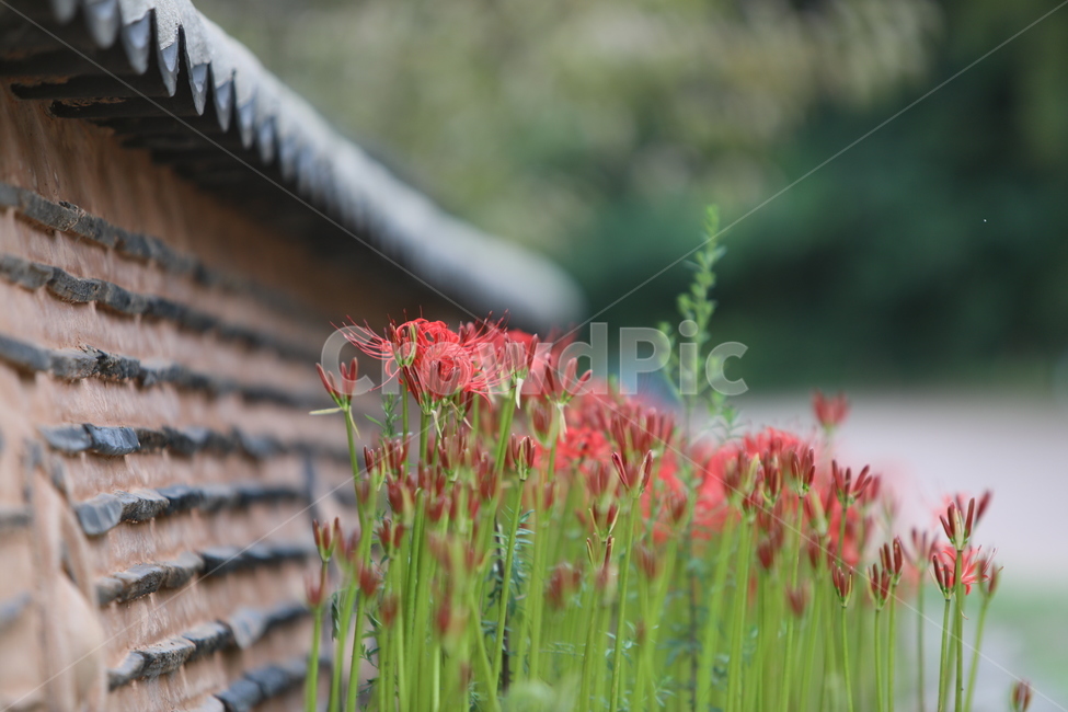 꽃무릇,꽃,식물,자연,석산,식물,자연,plants,nature,꽃,flower