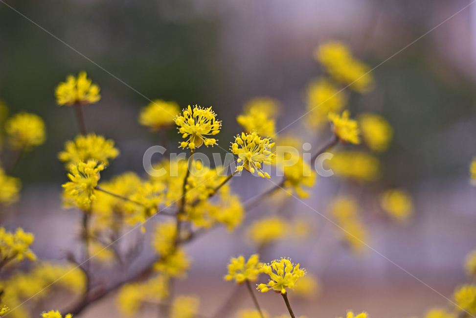 산수유,봄꽃,노랑꽃,계절,시즌,나무꽃,season,blossom,꽃,flower,식물,plant,옐로우,노랑색,yellowflowers,야외,옥외,아웃도어,배경,바탕,백그라운드,봄,계절,spring,season