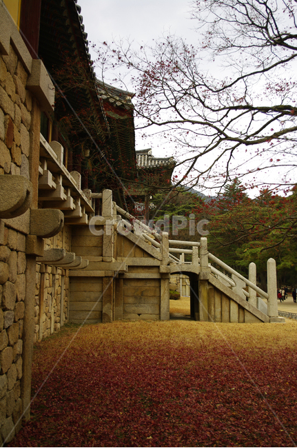 칠보교,범영루,경주,건축,불국사,사찰,지붕,traditional,전통,가을,fall,나무,식물,plant,단풍,잎,낙엽,가을,계절,fall,autumn,season,한국전통,한국문화,korean traditional,korean culture,랜드마크,landmark,tourist attraction,한국랜드마크,한국관광지,한국명소,korea landmark,korea tourist attraction,건축물,건물외관,exterior,building,structure,architecture,construction,handrail,난간,banister