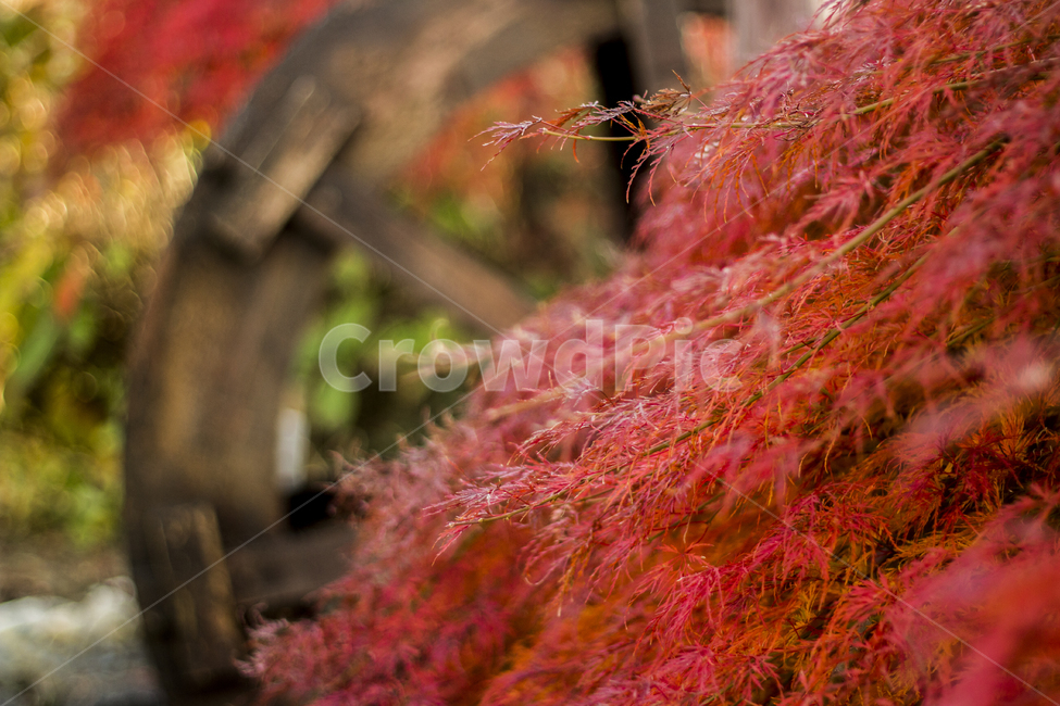 단풍,물레방아,가을,나뭇잎,낙엽,가을,계절,fall,autumn,season,식물,자연,plants,nature,leaf,잎,plant,tree,나무,maple