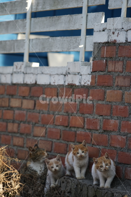 cat,animal,고양이,가족,동물,포유류,동물,animal,포유류,mammal,고양이,cat,kitten,kitty
