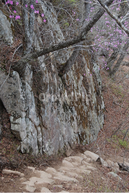 산,바위,나무,탐방로,봄,자연,풍경,nature,landscape,plant,식물,tree
