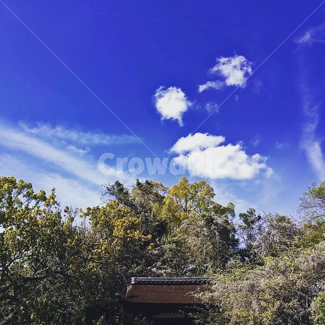 덩굴나무,신사풍경,구름,나무,신사,자연,풍경,nature,landscape,outdoors,옥외,weather,날씨