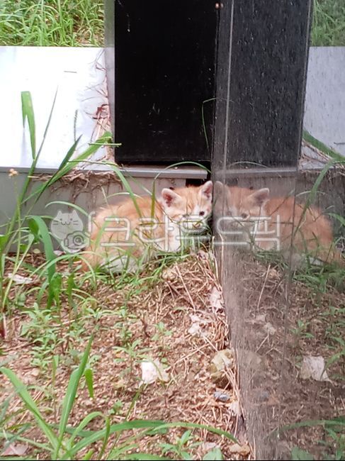 길고양이,아기고양이,산책,힐링,귀여운,cat