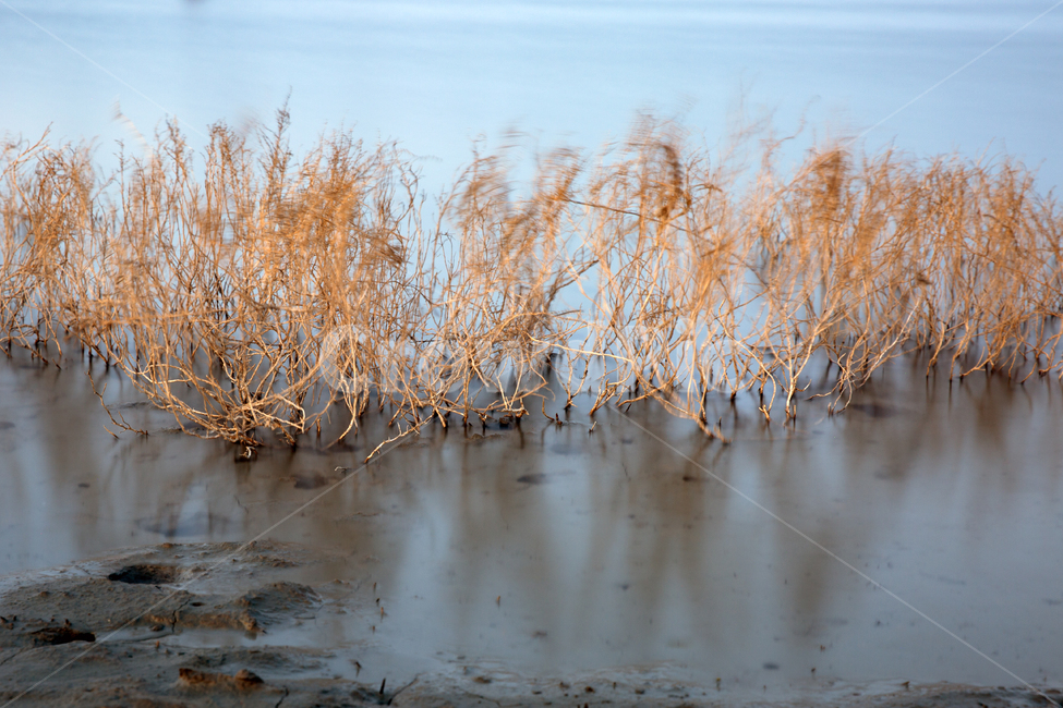 갯골,시흥시갯골공원,미생의다리,시흥시공원,갈대,자연,풍경,nature,landscape,land,땅,outdoors,옥외