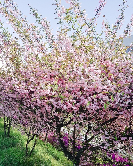 봄,나무,꽃,핑크,4월,봄,계절,spring,season,식물,자연,plants,nature,꽃,flower,plant,blossom,cherry blossom,벚꽃