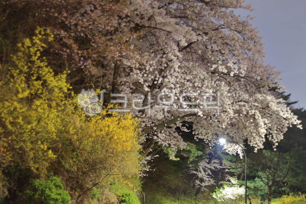 봄, 벚꽃, 자연, 꽃, 식물, 사진,이미지,일러스트,캘리그라피 - 낙기리작가