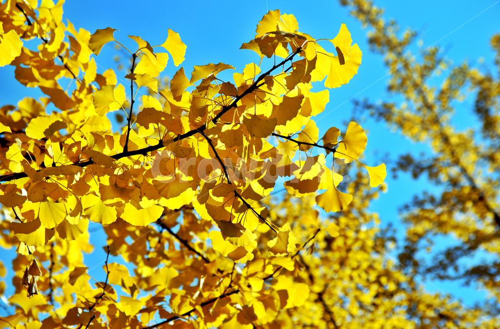 은행잎,노란색,가을,자연,푸른하늘,가을,계절,fall,autumn,season,plant,식물,leaf,잎